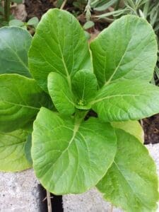 Free Mustard Green Bok Choy photo and picture